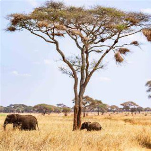 Tarangire National Park